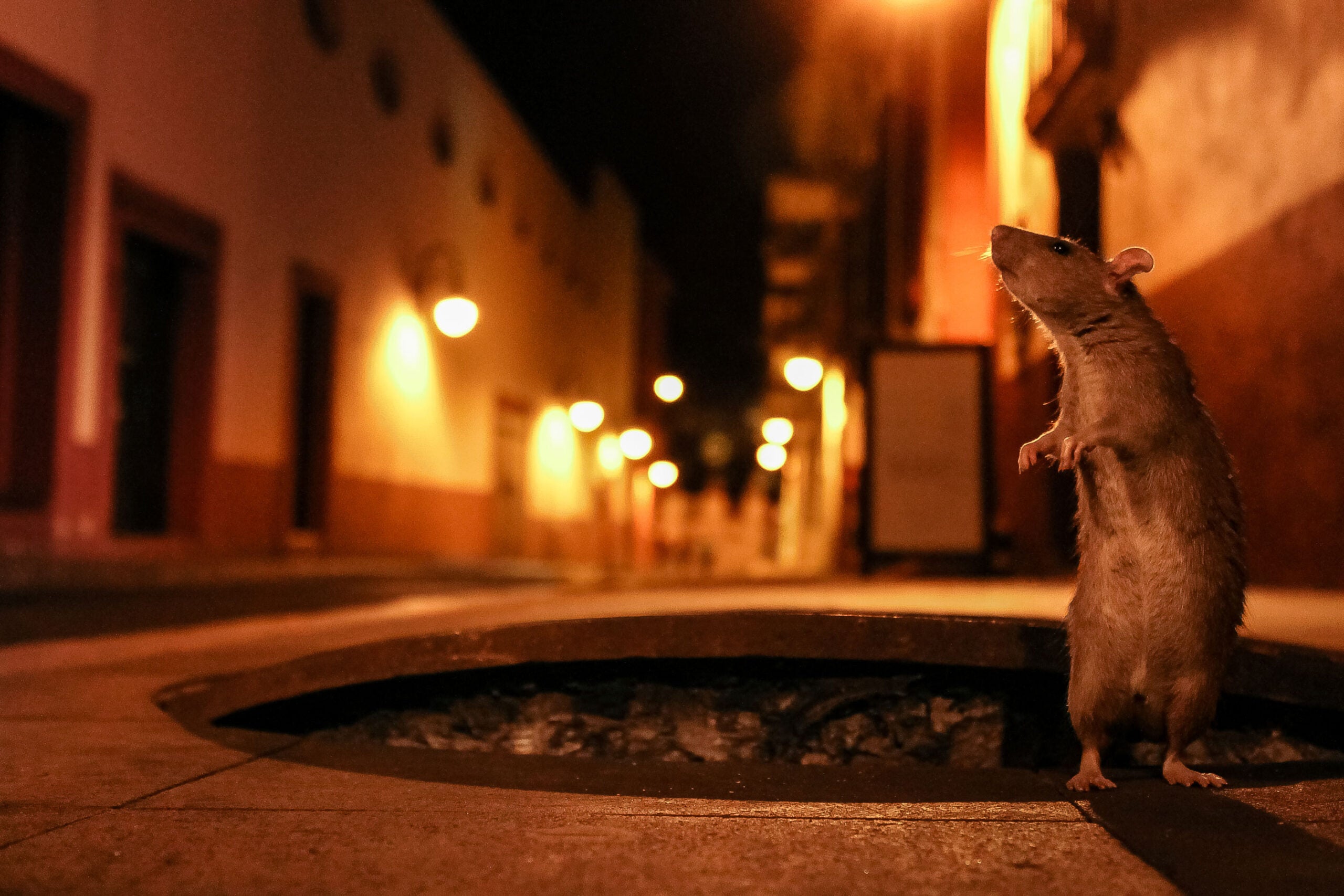 rat on empty street at night picfair urban wildlife photo contest
