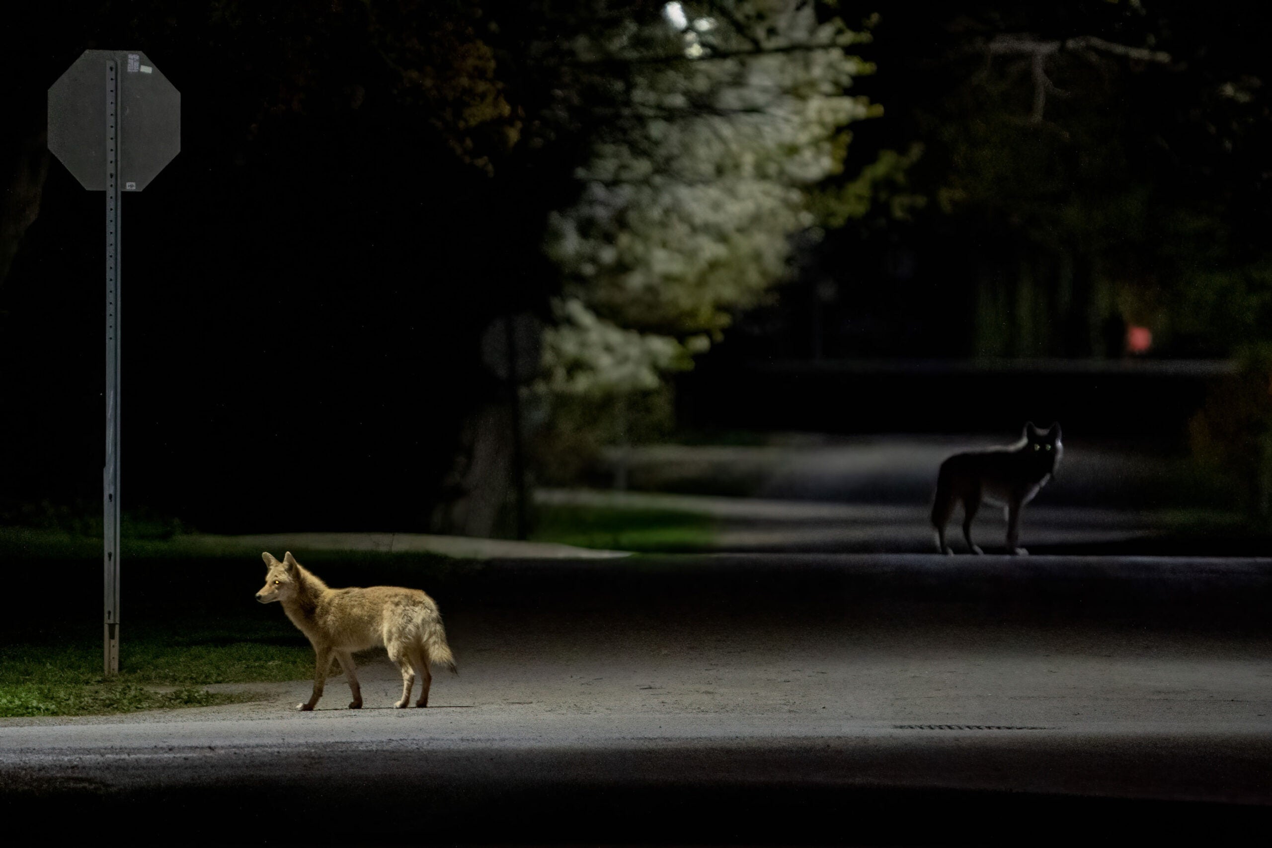 two coyotes on a dark road picfair urban wildlife photo contest