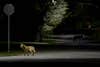 two coyotes on a dark road picfair urban wildlife photo contest