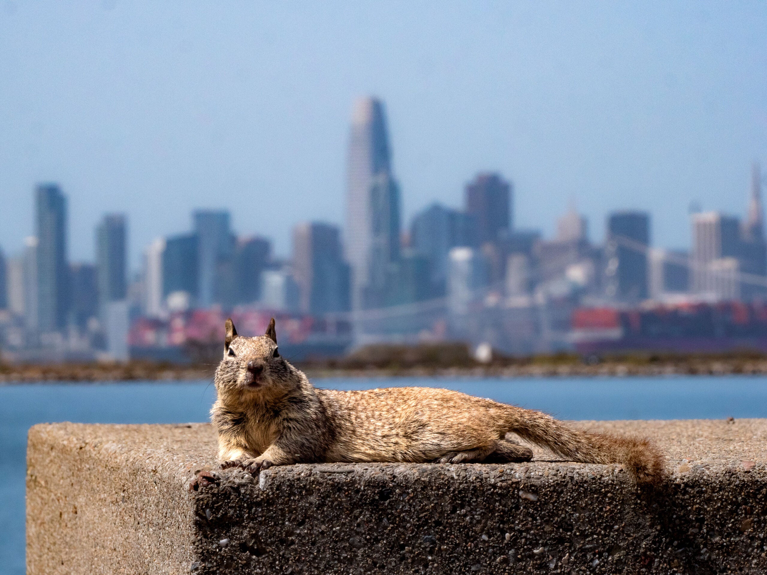 squirrel on the san francisco skyline picfair urban wildlife photo contest