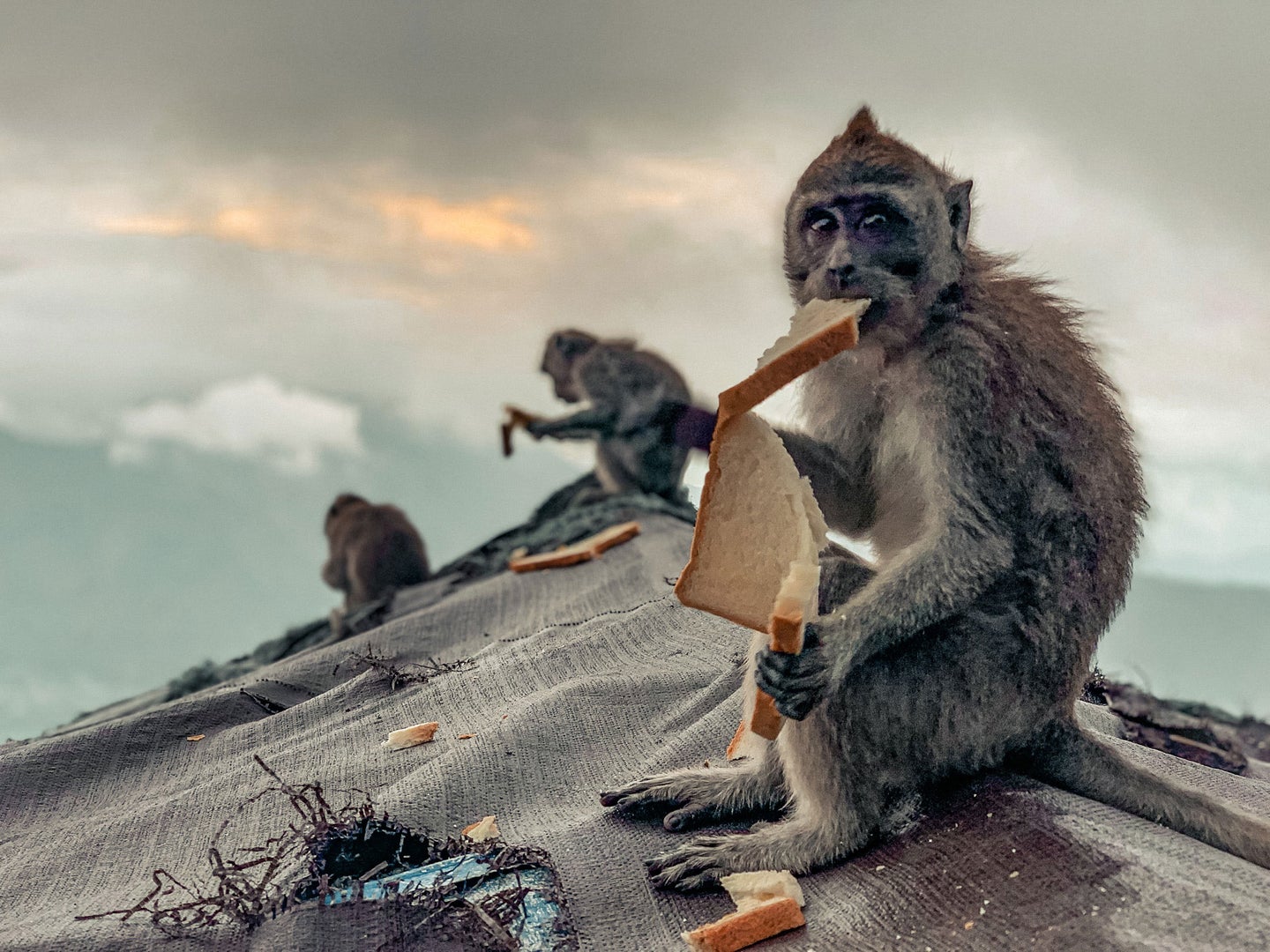 monkeys on rooftop eating bread picfair urban wildlife photo awards