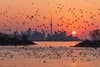 toronto cormorants picfair urban wildlife photo awards