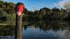swan in melbourne botanical gardens picfair urban wildlife photo contest