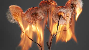 Rankin’s flaming dandelions are a perfect metaphor for an exploding world Rankin’s flaming dandelions are a perfect metaphor for an exploding world