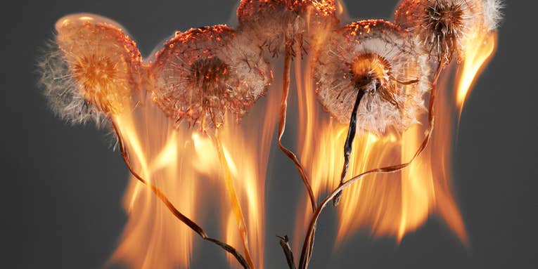 Rankin’s flaming dandelions are a perfect metaphor for an exploding world