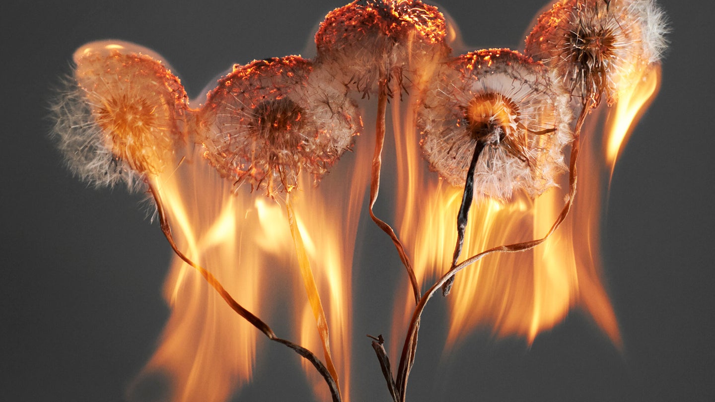 Rankin’s flaming dandelions are the perfect metaphor for ‘an exploding world’