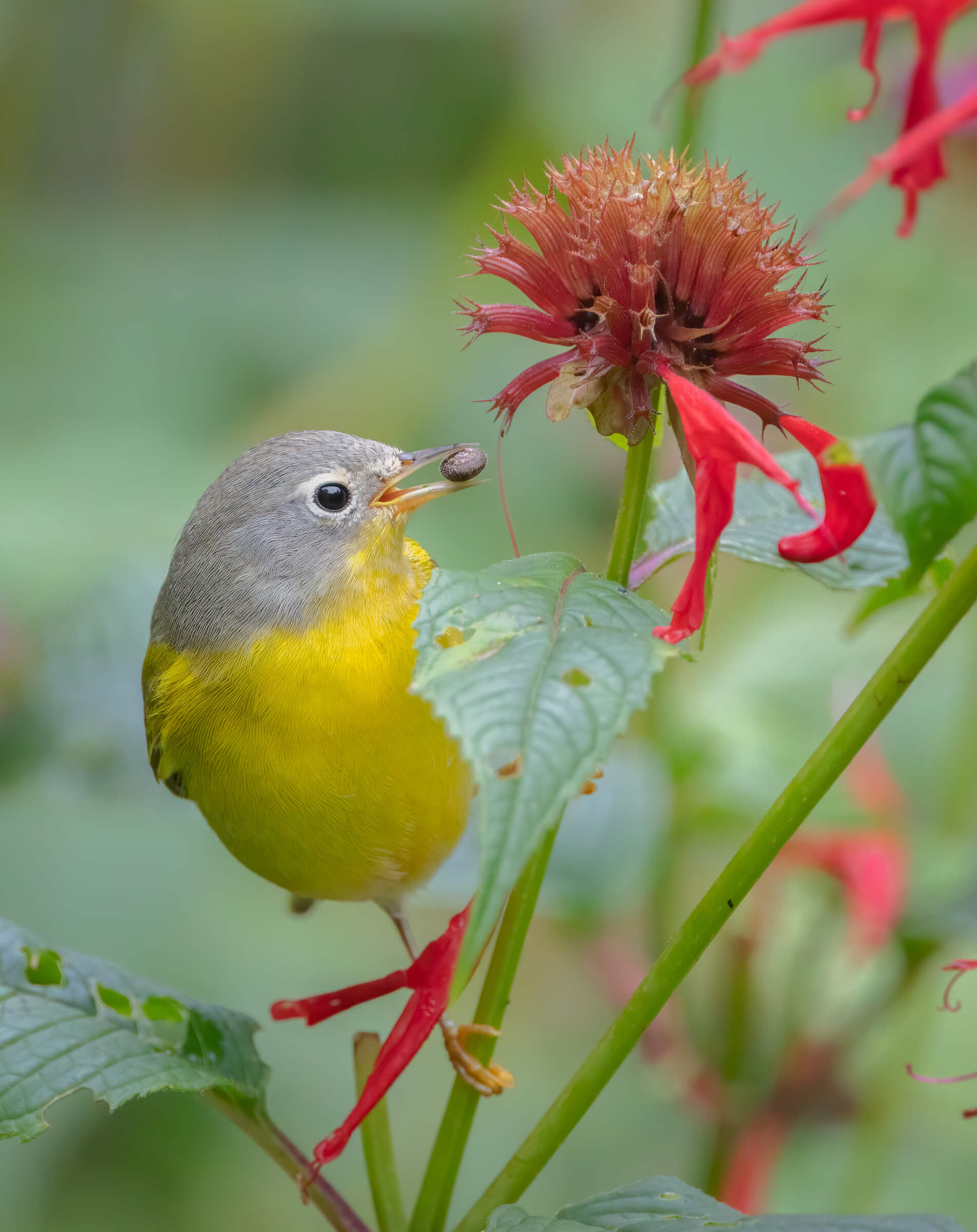 nashville warbler audubon photography awards