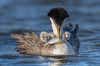 western grebe audubon photography awards