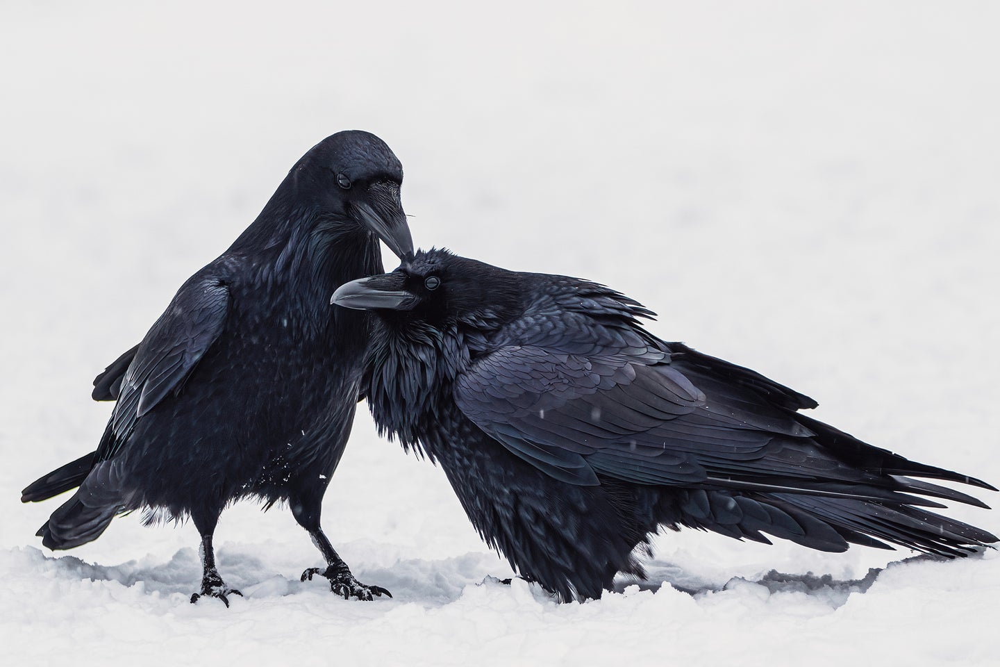 two ravens cuddling, Audubon Photography Awards 2022
