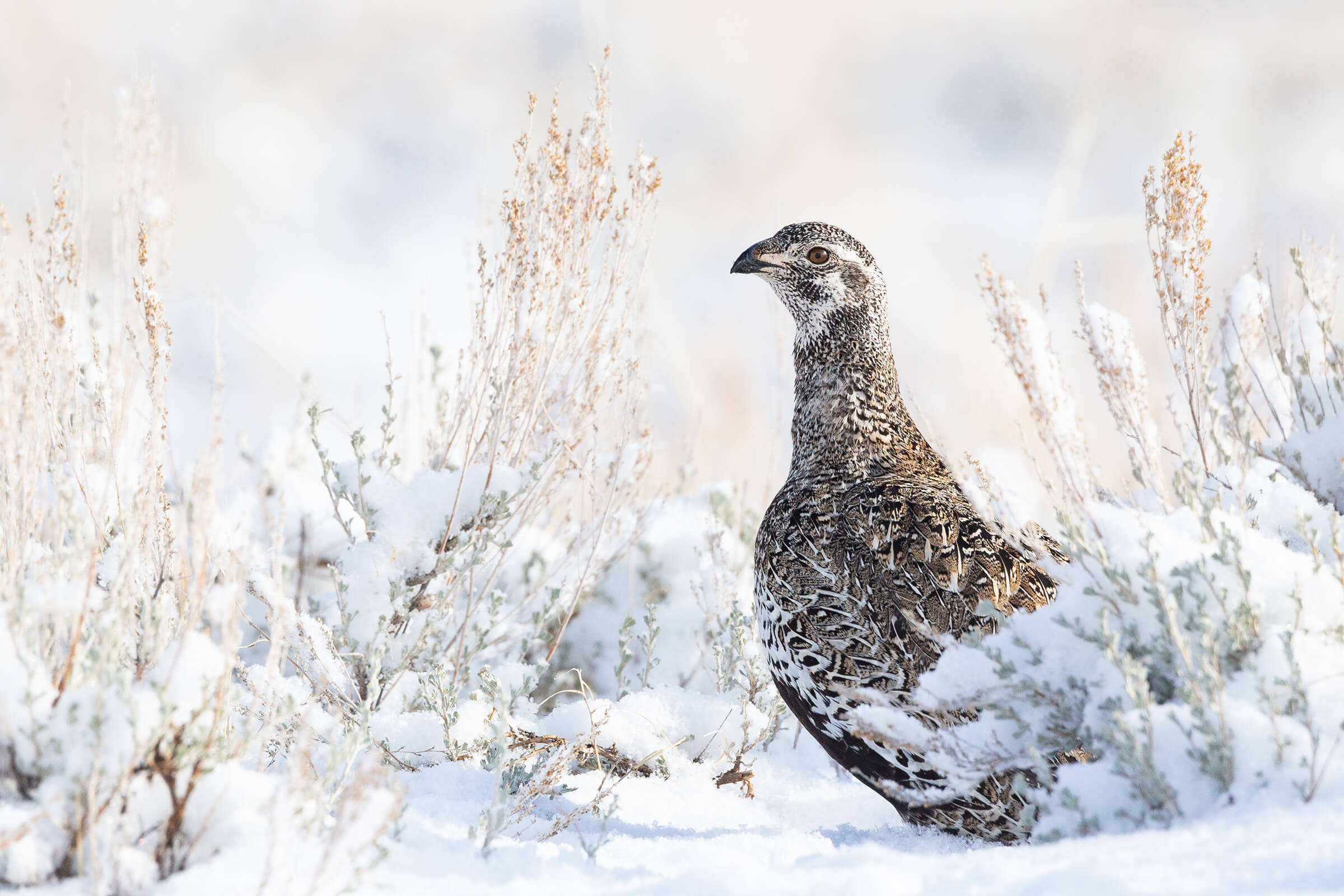 Greater Sage-Grouse audubon photography awards