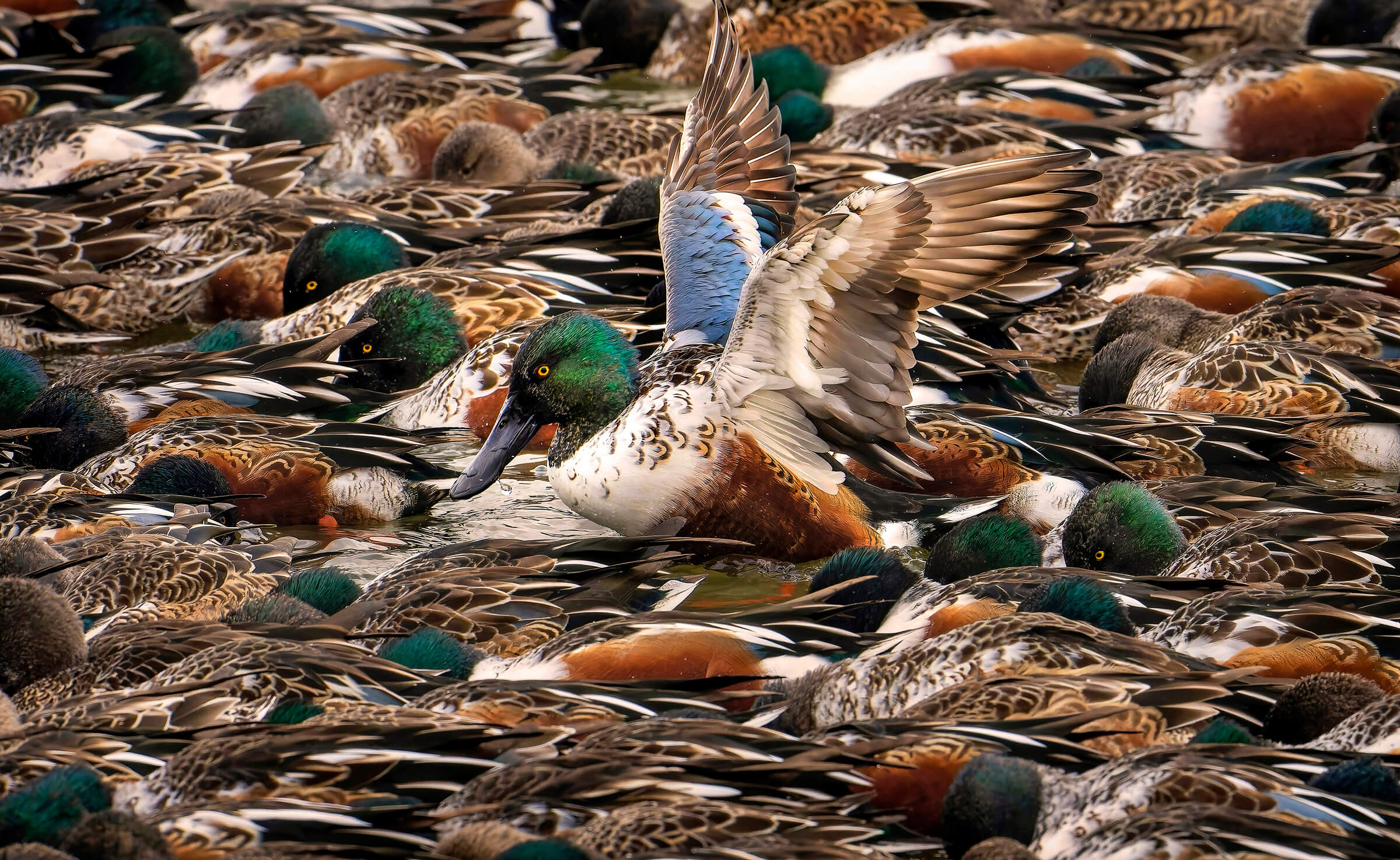 Northern Shoveler audubon photography awards