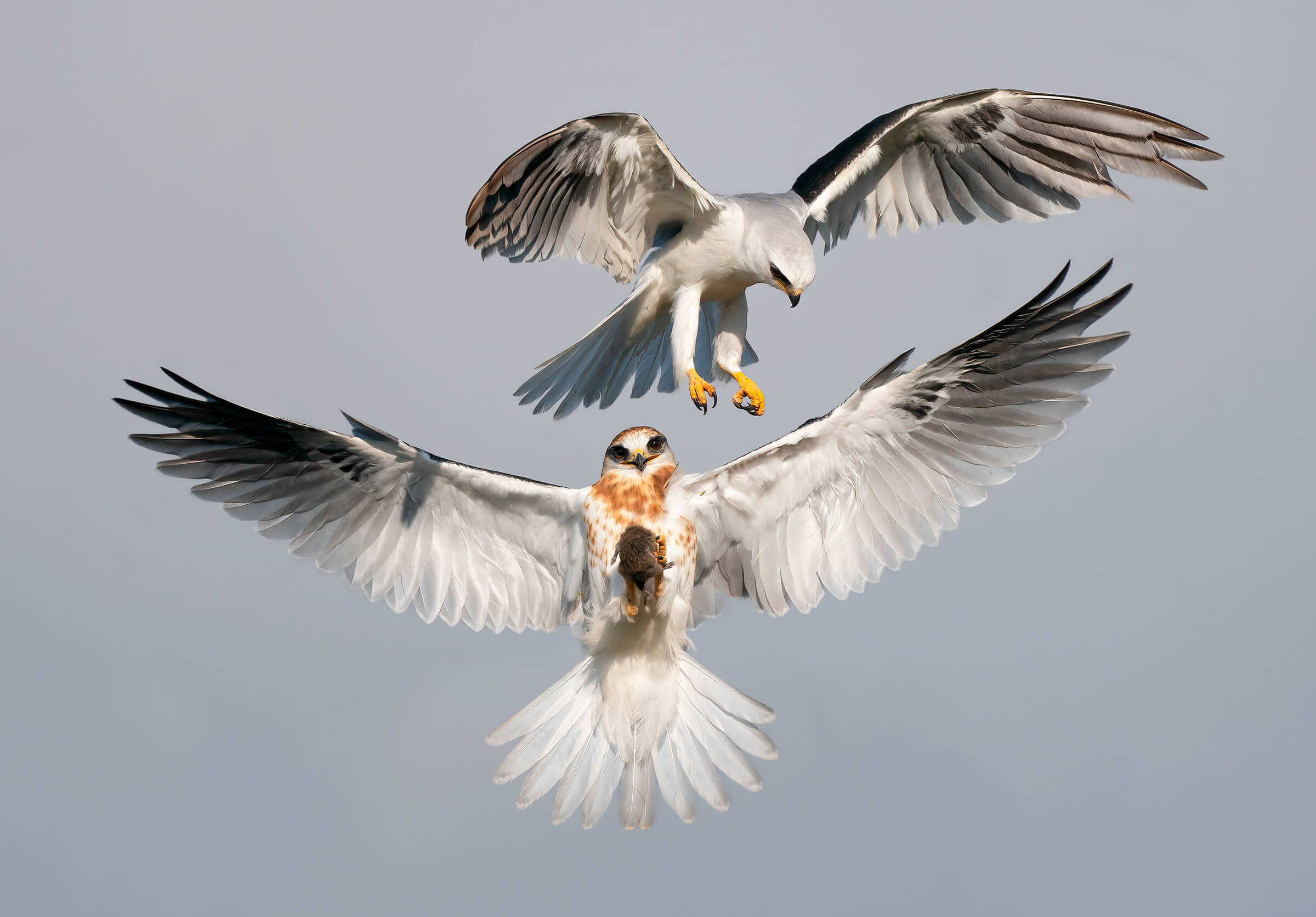 white-tailed kite audubon photography awards