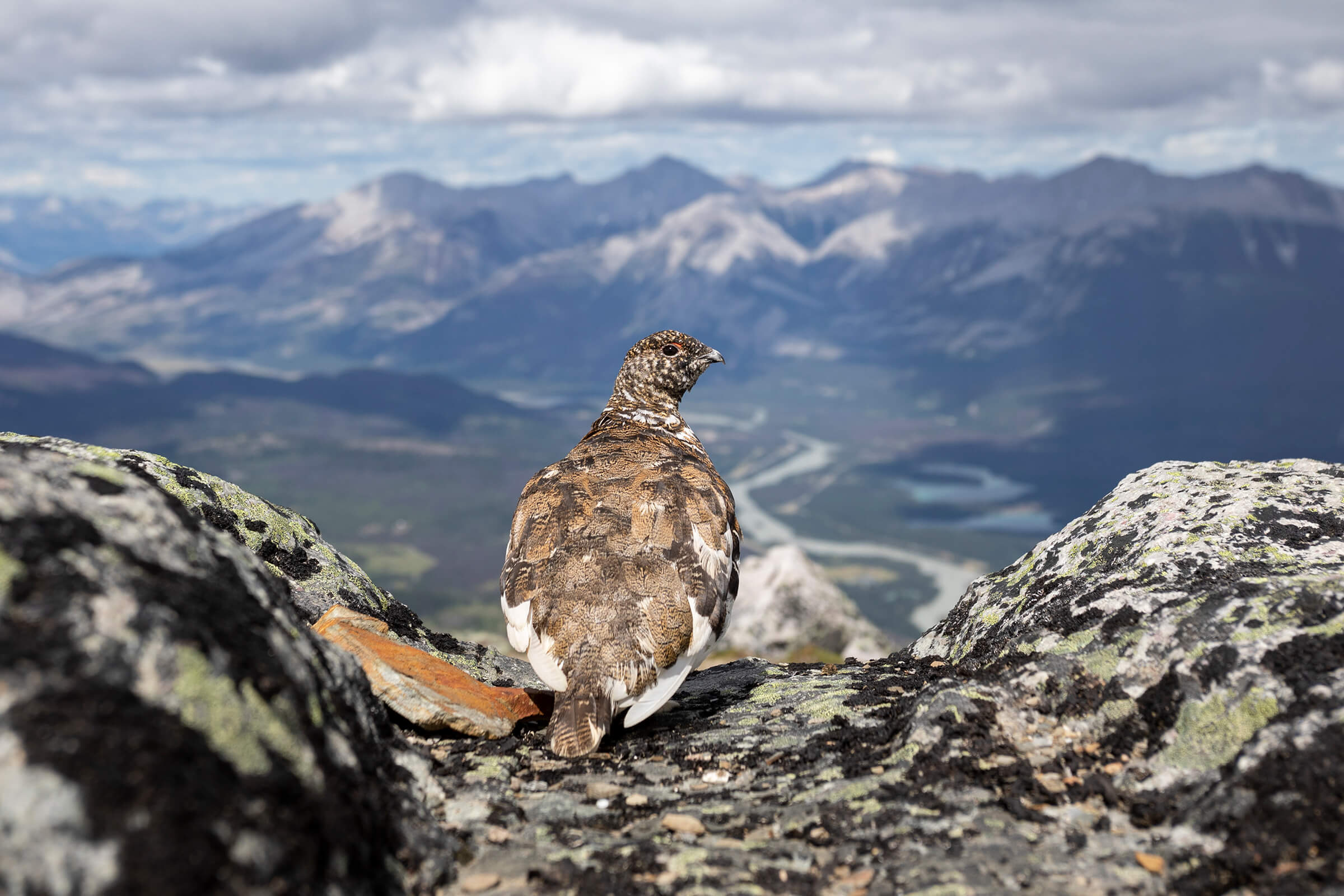 White-tailed Ptarmigan audubon photography awards