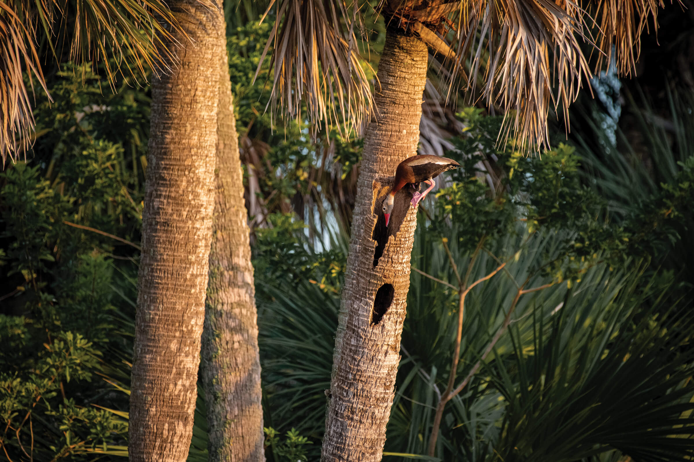 Black­-bellied Whistling-­Duck audubon photography awards