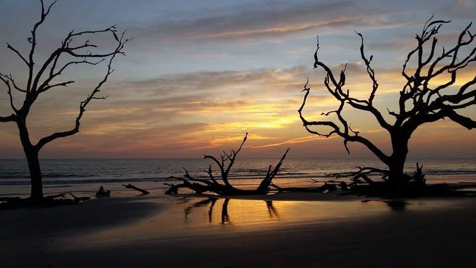 driftwood beach georgia usa