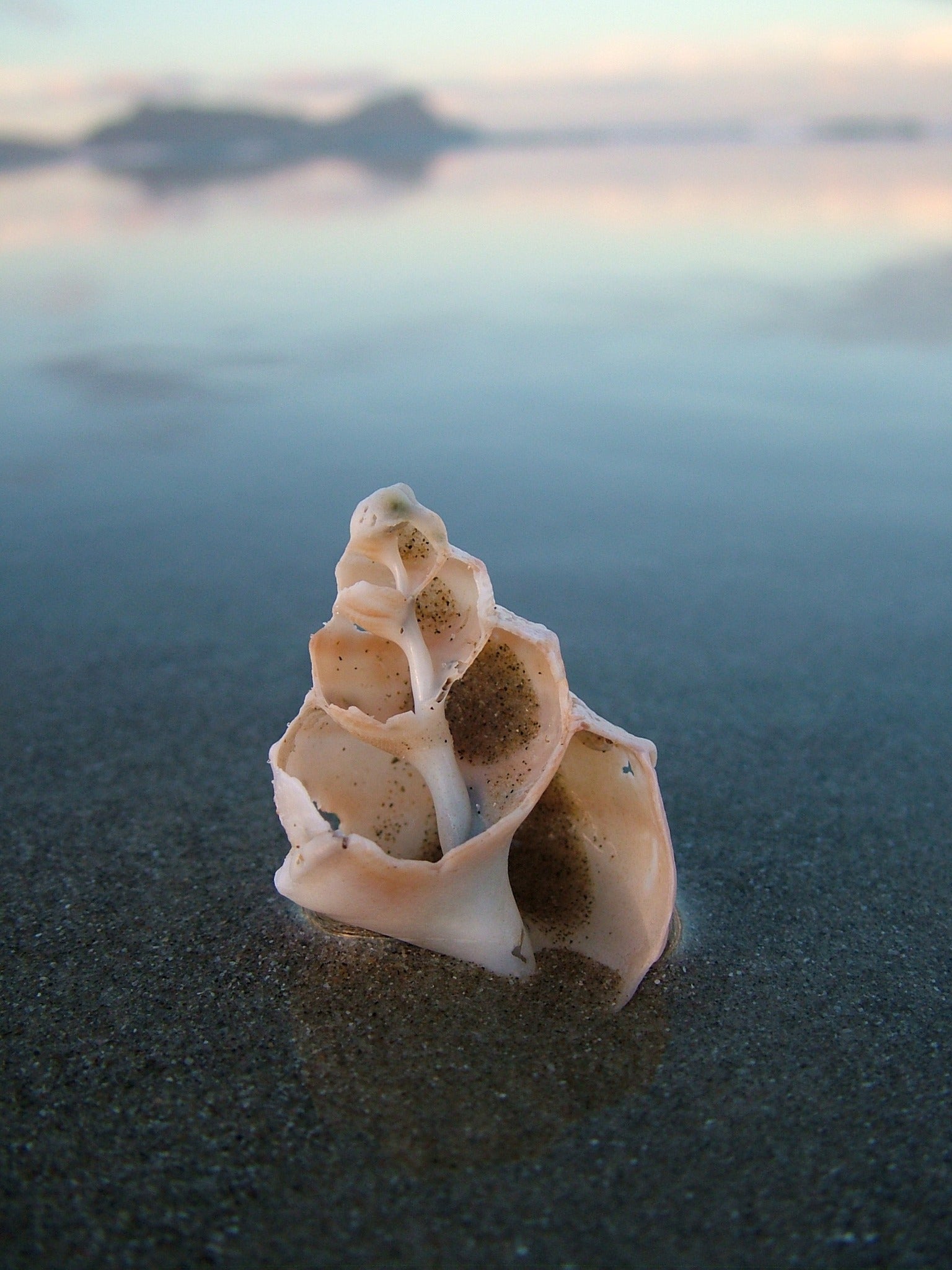 seashell buried in sand