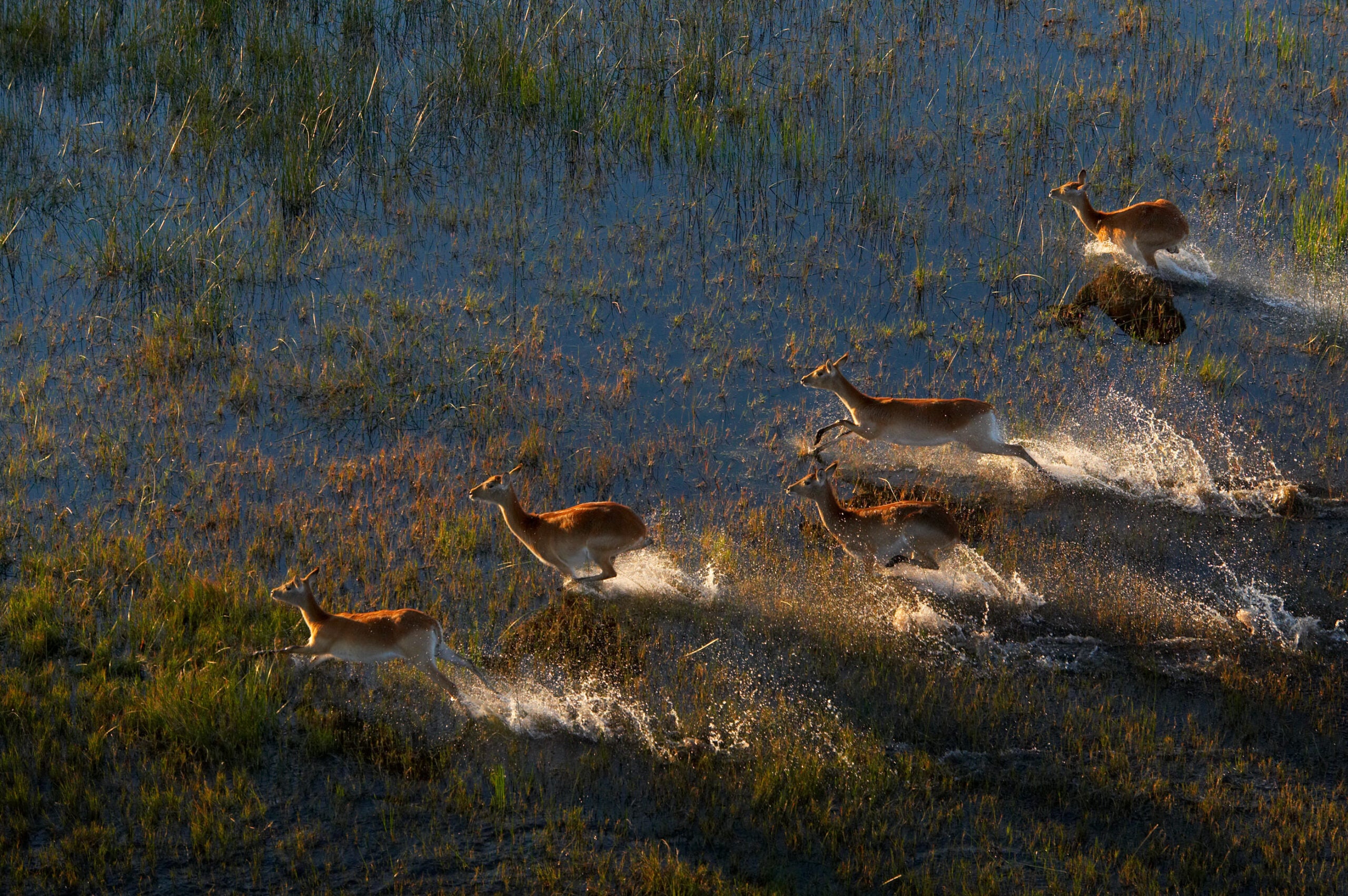 Antelope running through water