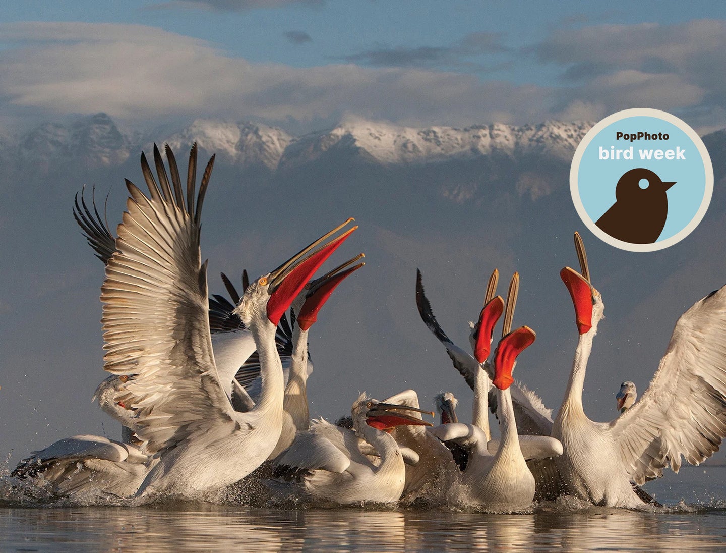 red beaked pelicans fighting for food