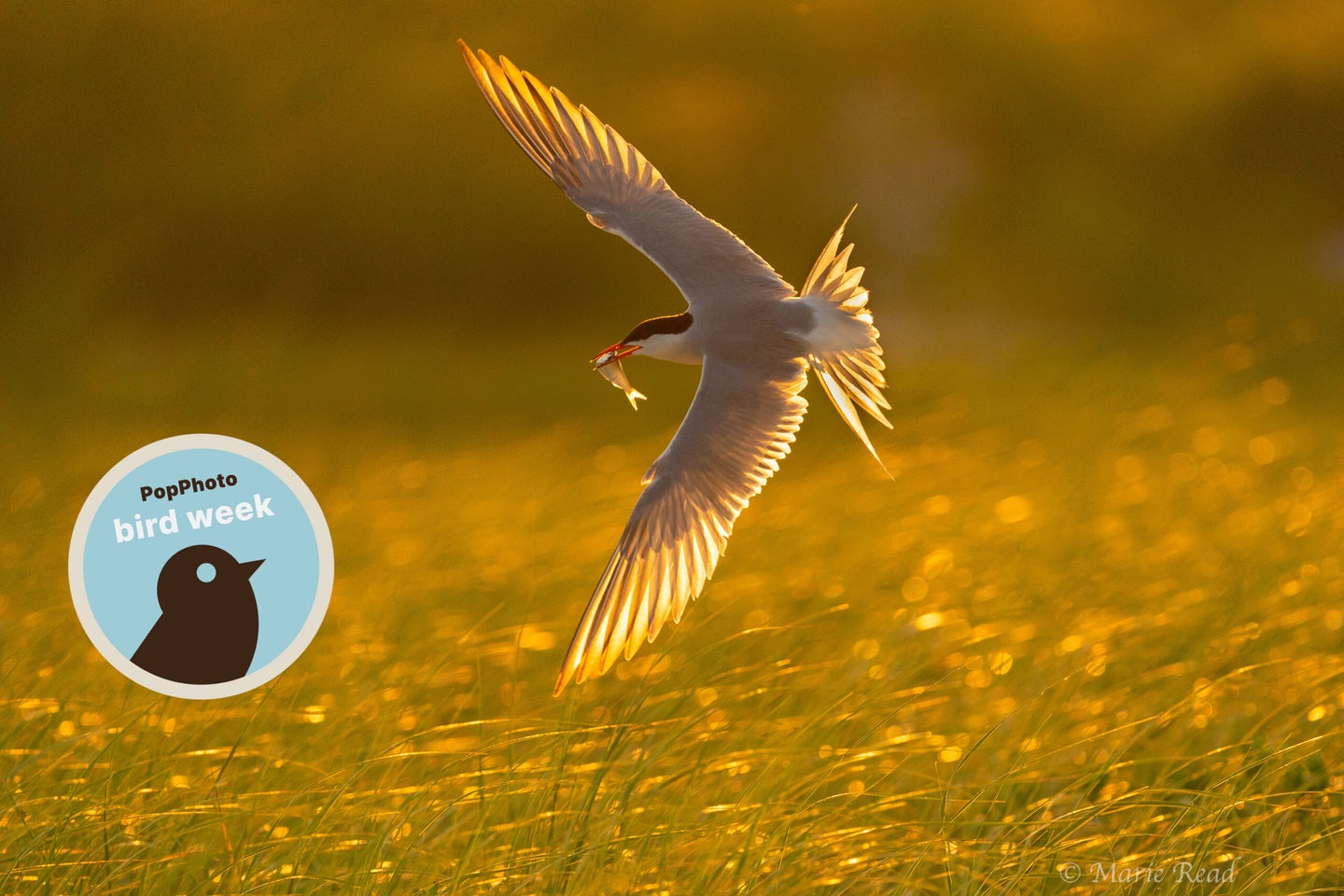 Common Tern.