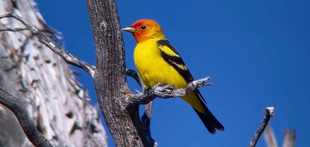iPhone bird photography: a beginners' guide