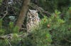 owl in tree