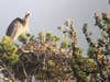 bird with long beak in tree