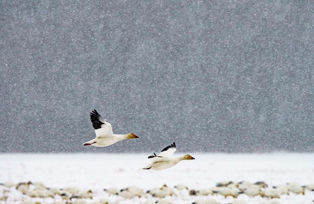 birds flying in snow