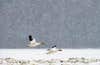 birds flying in snow