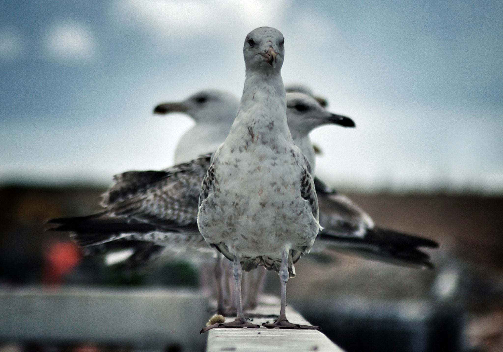seagulls standing to attention