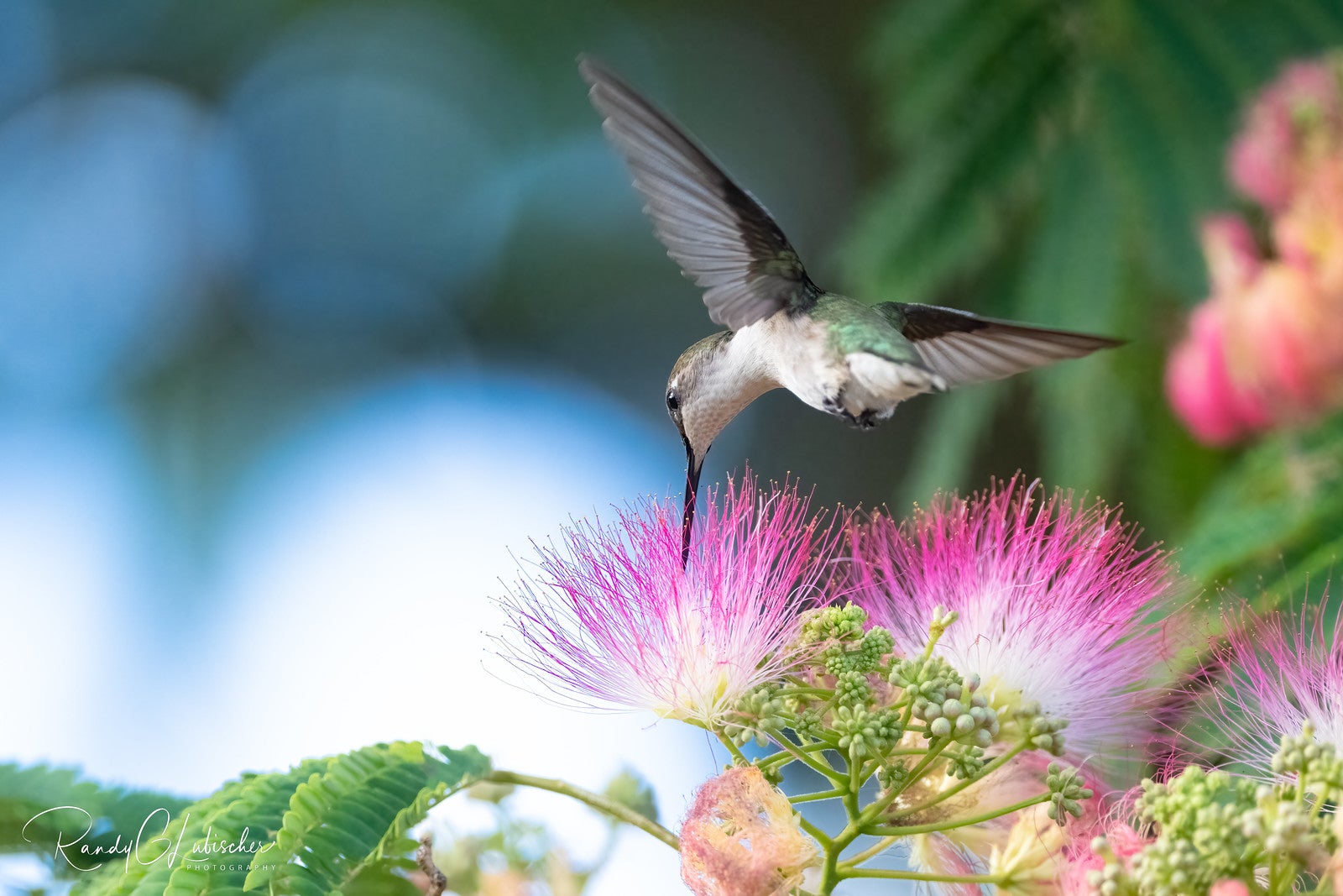 red-throated hummingbird