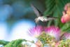red-throated hummingbird