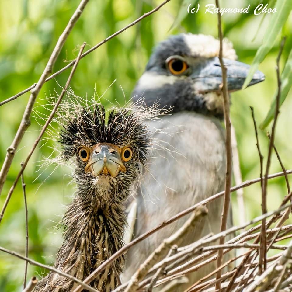 baby bird with crazy hair