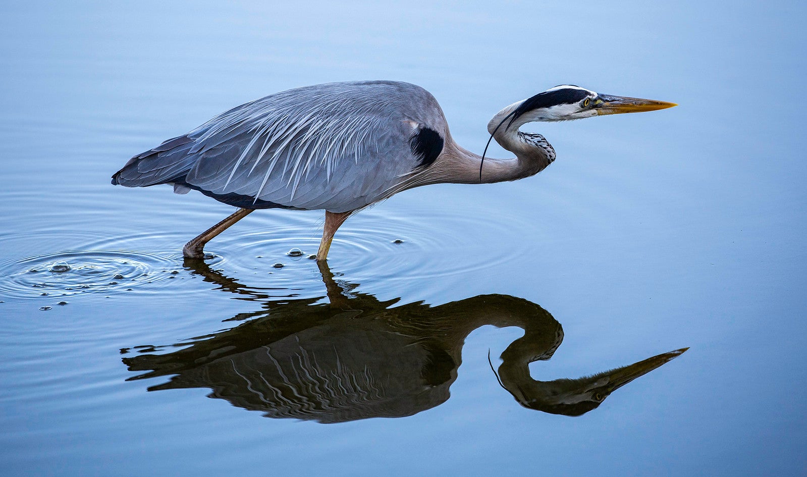 bird walking in water