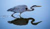 bird walking in water