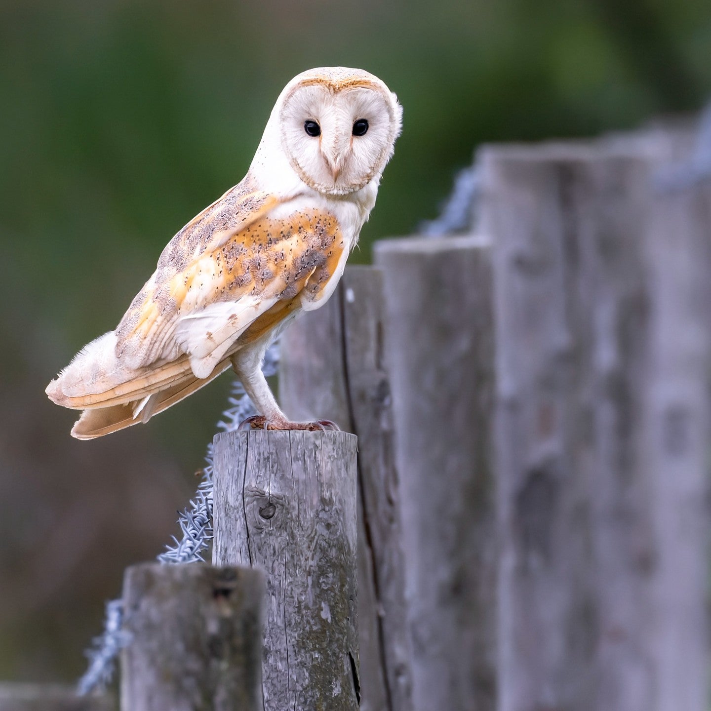 snowy barn owl