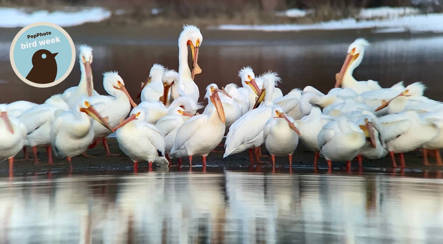 Waterfowl photographed using a spotting scope and smartphone