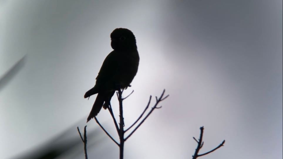 A silhouetted bird