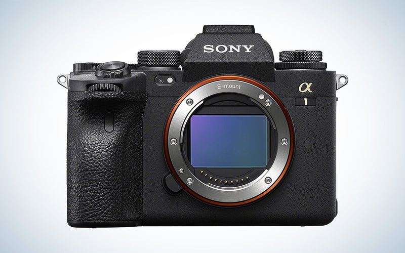 The Sony Alpha 1 is the best premium Sony camera for bird photography.