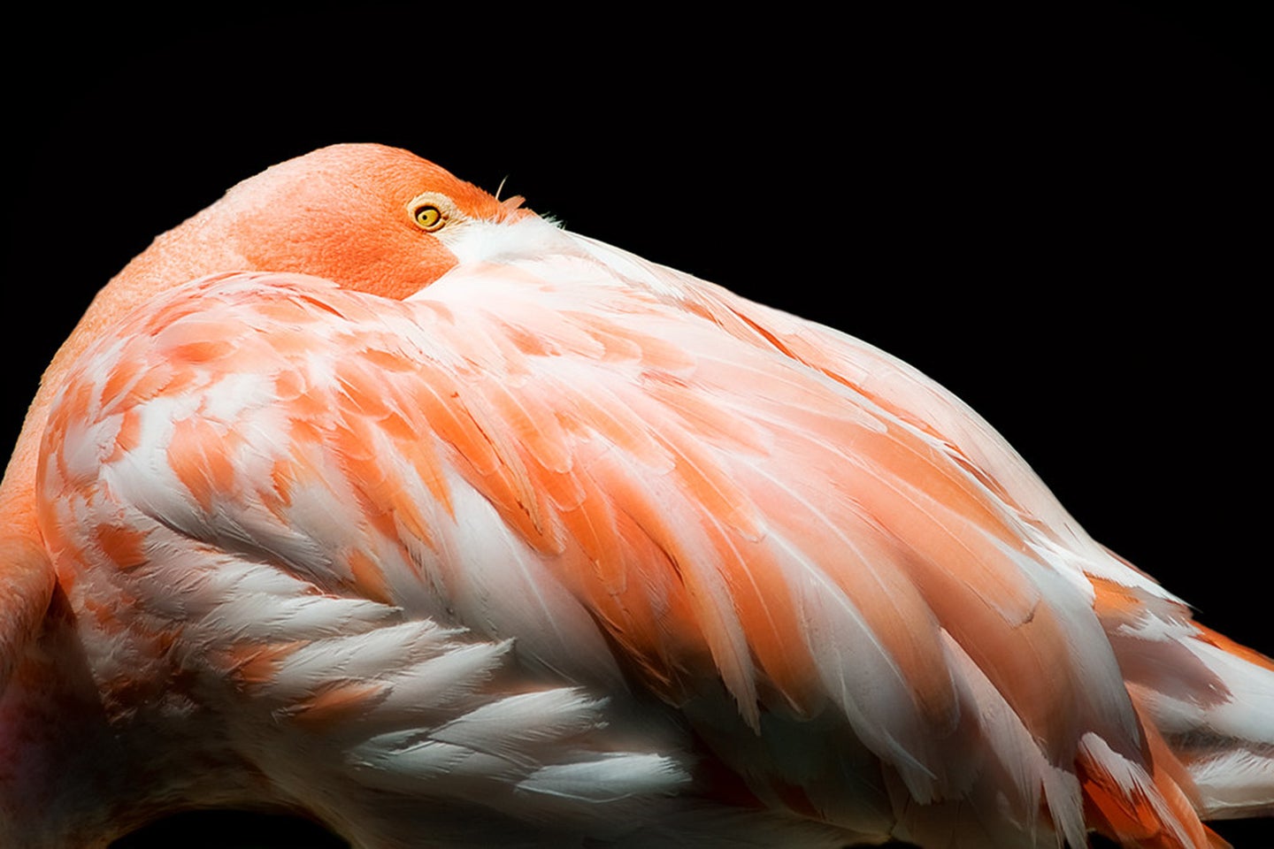pink flamingo hiding in its wings