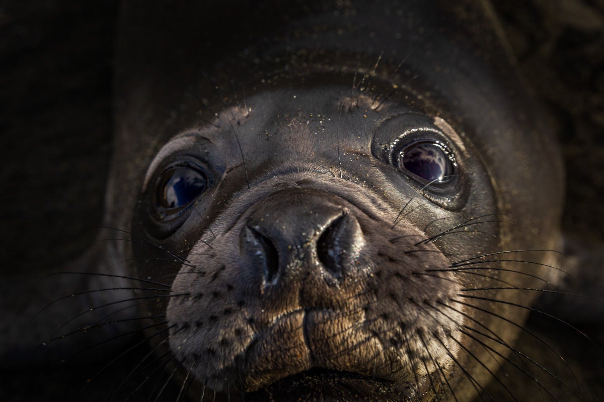 baby elephant seal on the galapagos islands