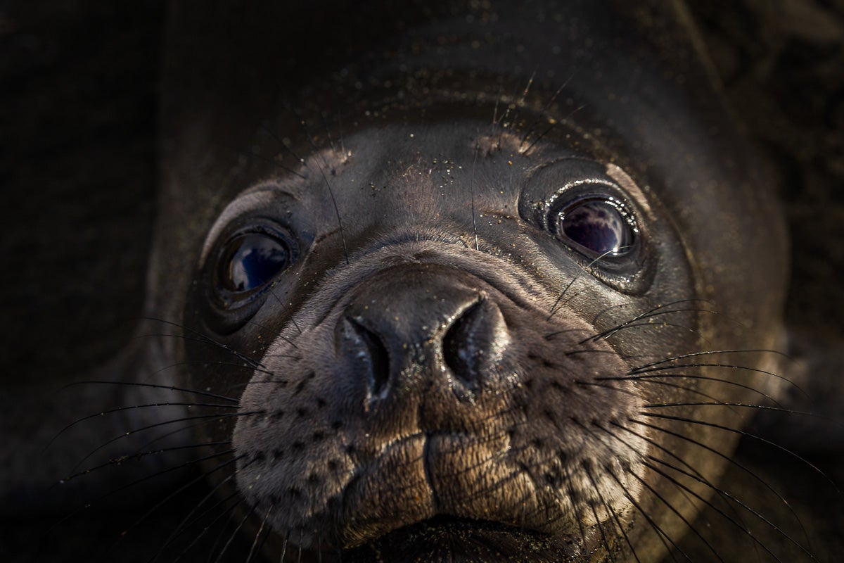 A baby elephant seal on the Galapagos Islands