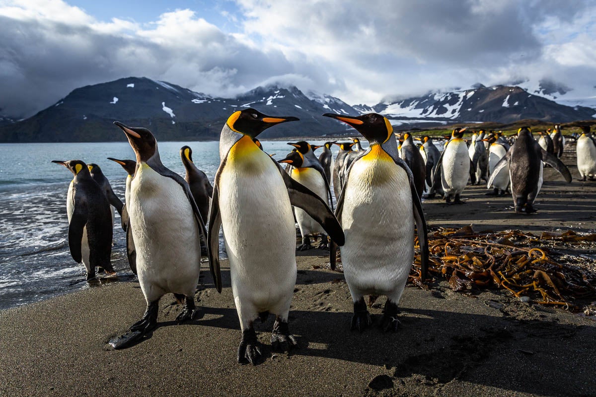 Penguins march on the shores of the Galapagos Islands.