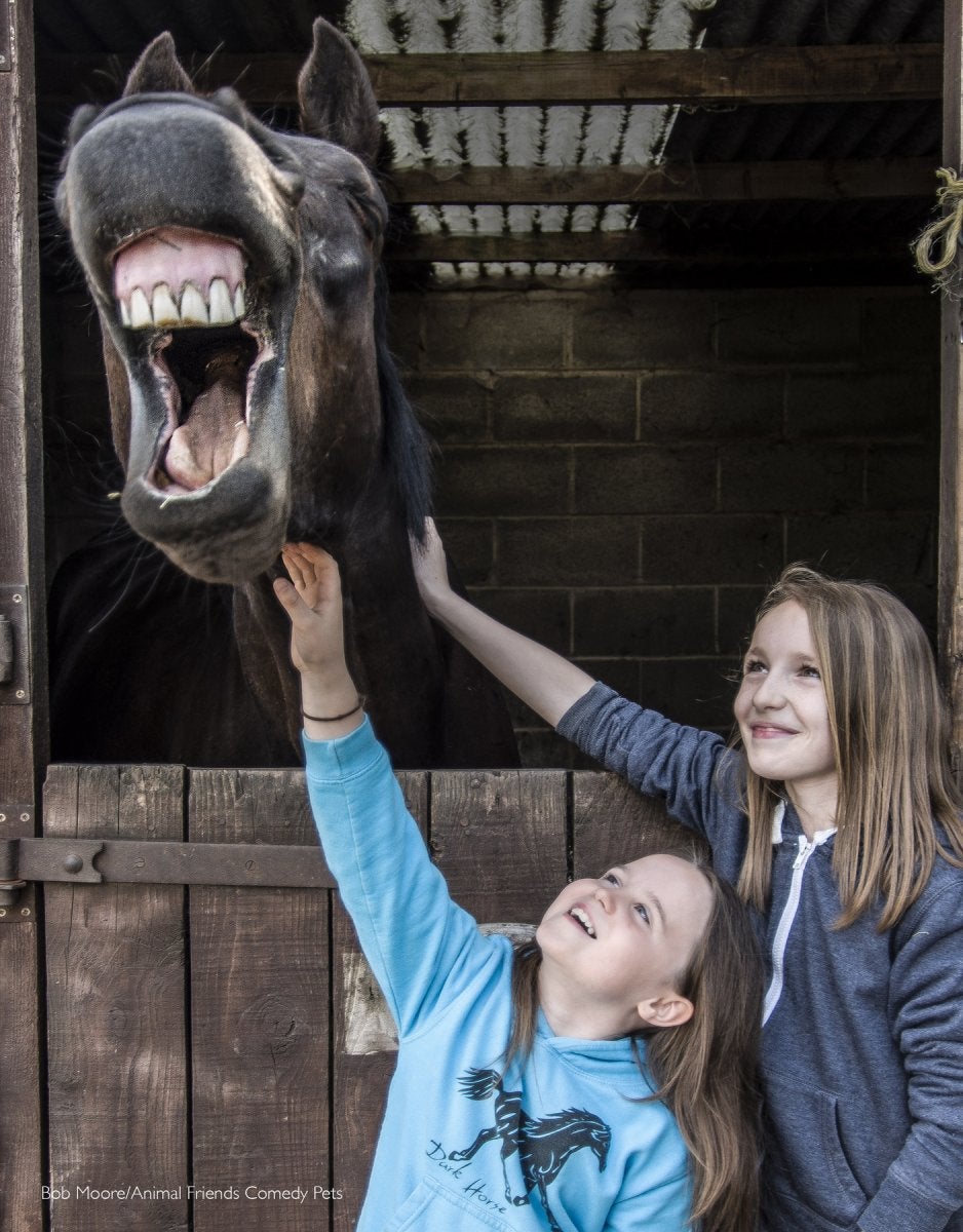 horse smiling comedy pet photo awards