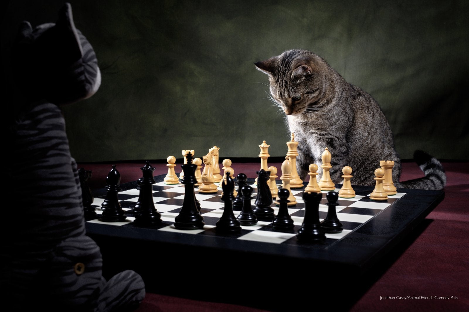cats playing chess comedy pet photo awards