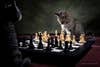 cats playing chess comedy pet photo awards