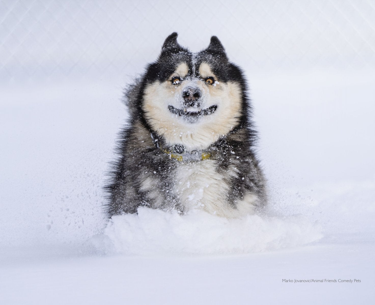 dog in snow comedy pet awards