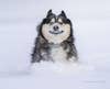 dog in snow comedy pet awards