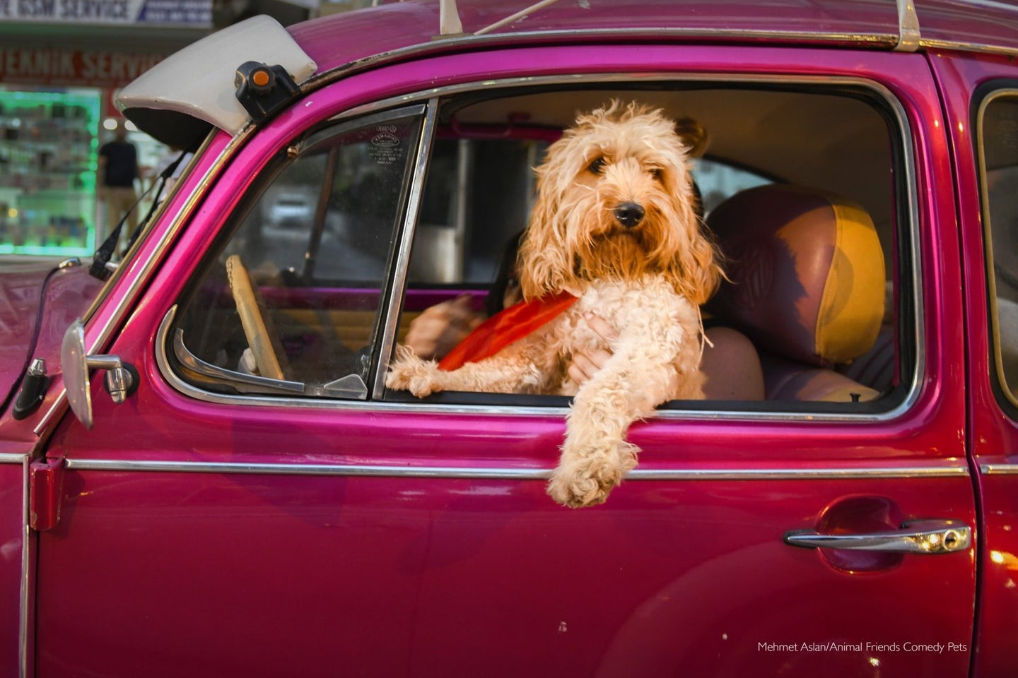 dog in fuchsia fiat comedy pet awards