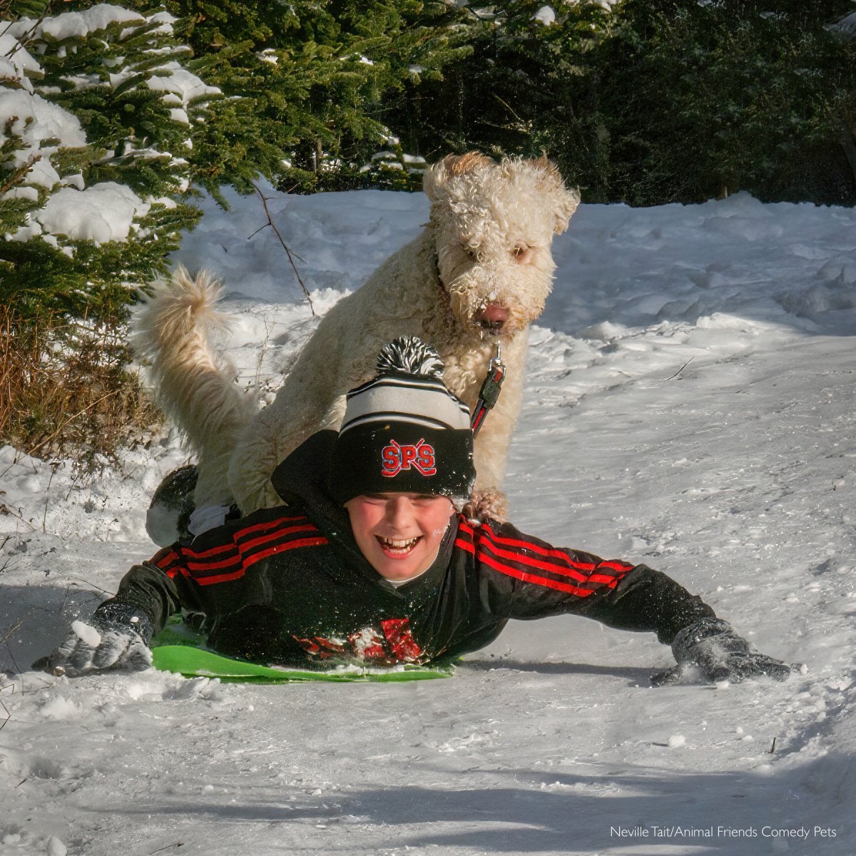dog rides sled with young boy comedy pet photo awards
