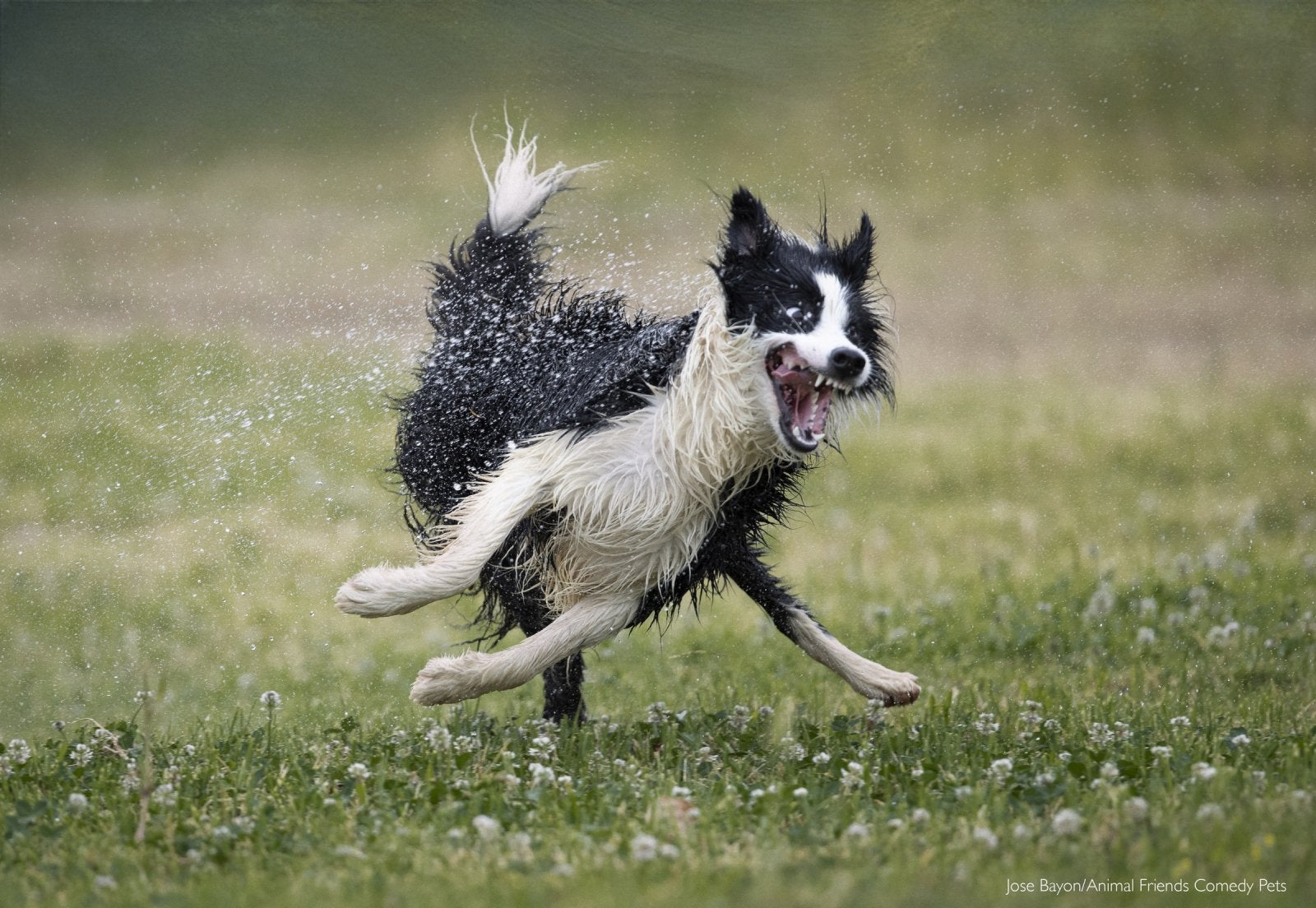 dog running through sprinkler 